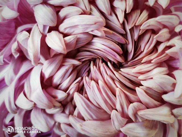 扑克游戏-绽放荣耀之花，金戈铁马誓夺冠军的简单介绍